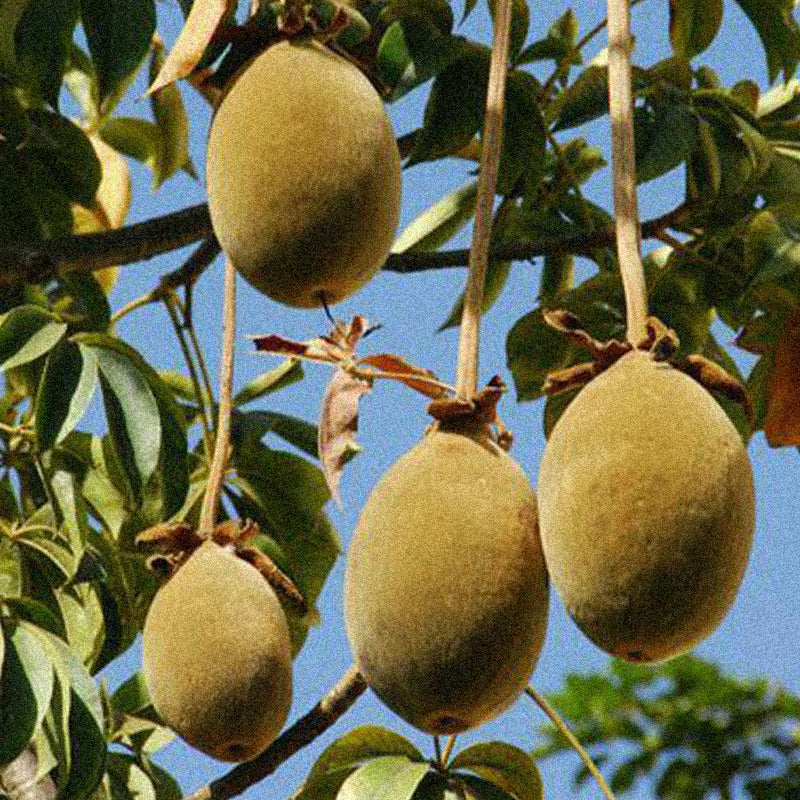 Baobab