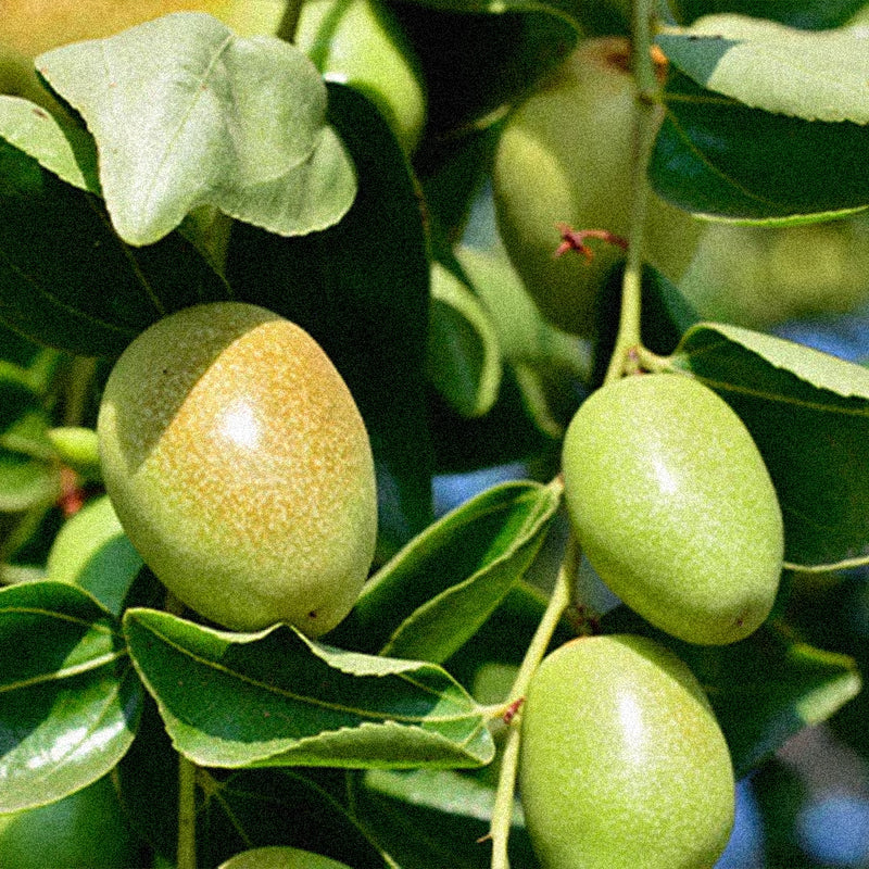 Jojoba