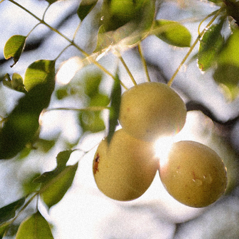 Marula