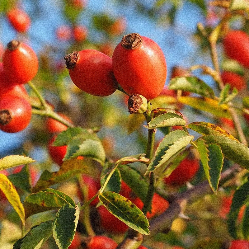 Rosehip Seed