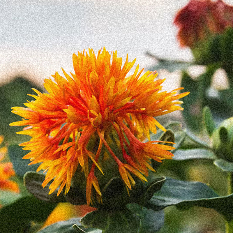Safflower